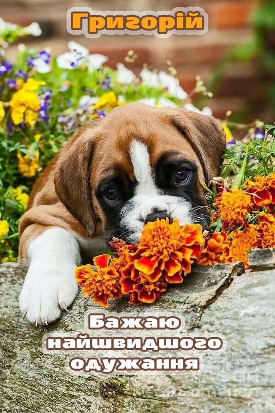 Листівка Видужуй, Григорій!