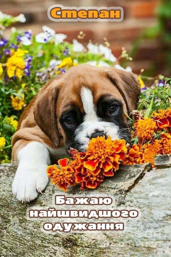 Листівка Видужуй, Степан!