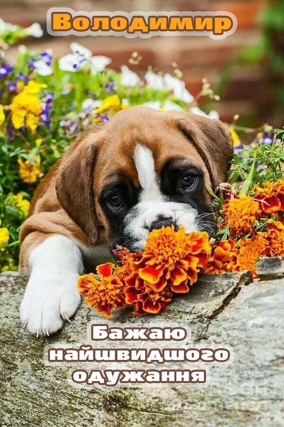 Листівка Видужуй, Володимир!