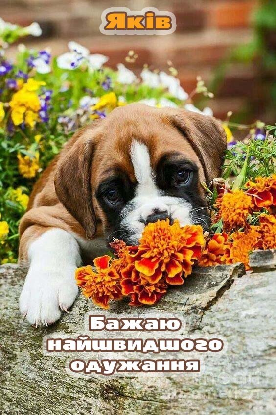 Листівка Видужуй, Яків!
