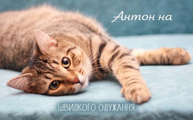 Листівка Антоніна, Випий чаю хуткіш і видужуй скоріш!