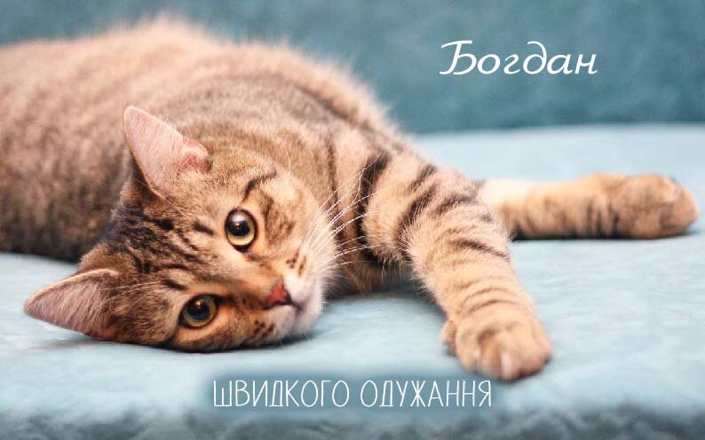 Листівка Богдан, Випий чаю хуткіш і видужуй скоріш!