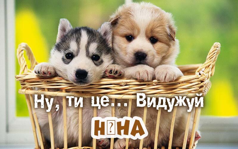 Картинка видужуй і більше не хворій, Ніна