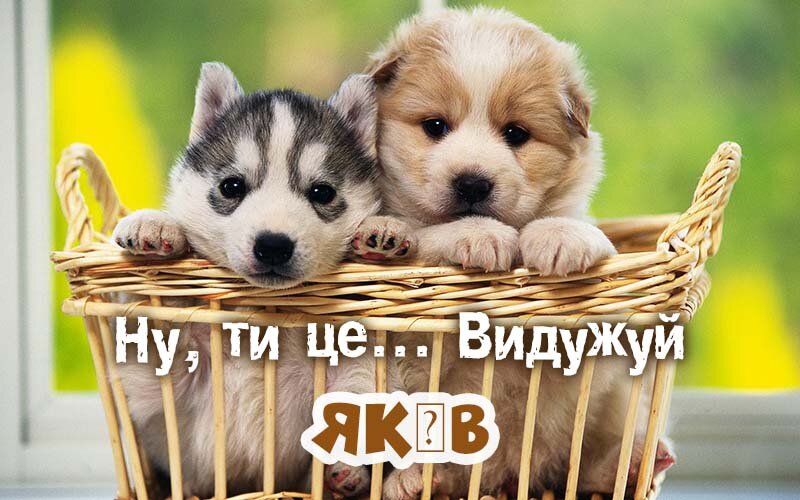Картинка видужуй і більше не хворій, Яків
