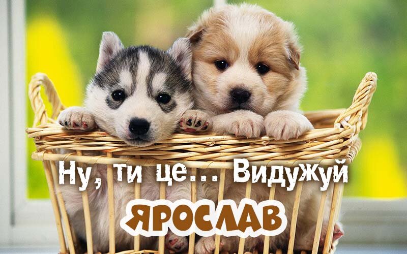 Картинка видужуй і більше не хворій, Ярослав